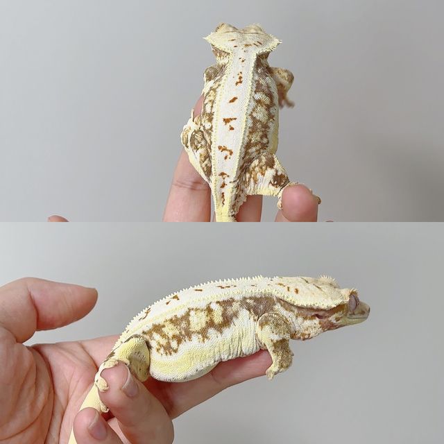 레드 릴리화이트