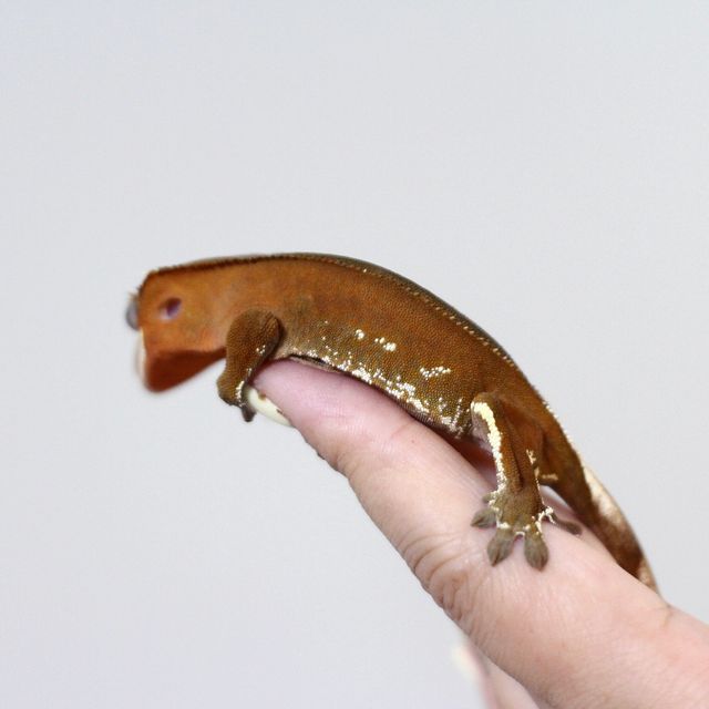 바이 레드
