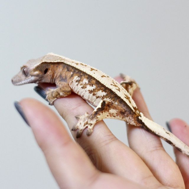 세이블