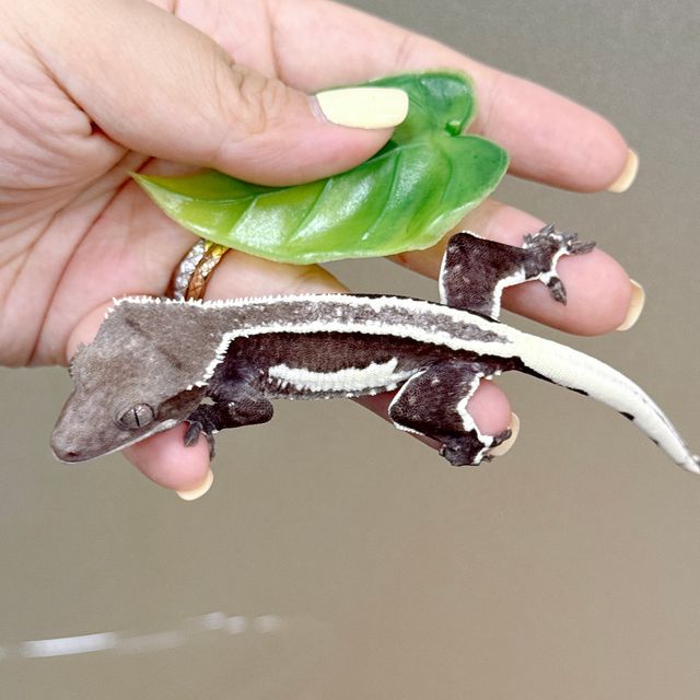 릴잔틱