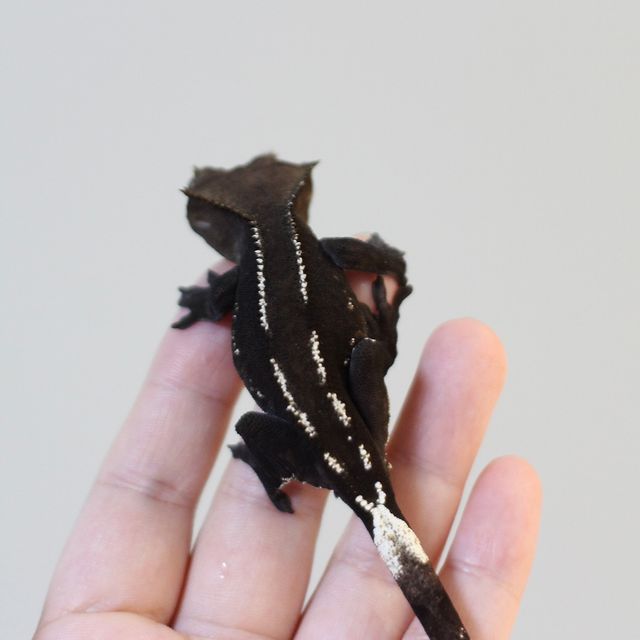 아잔틱