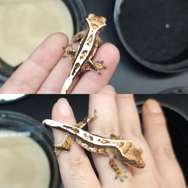 세이블