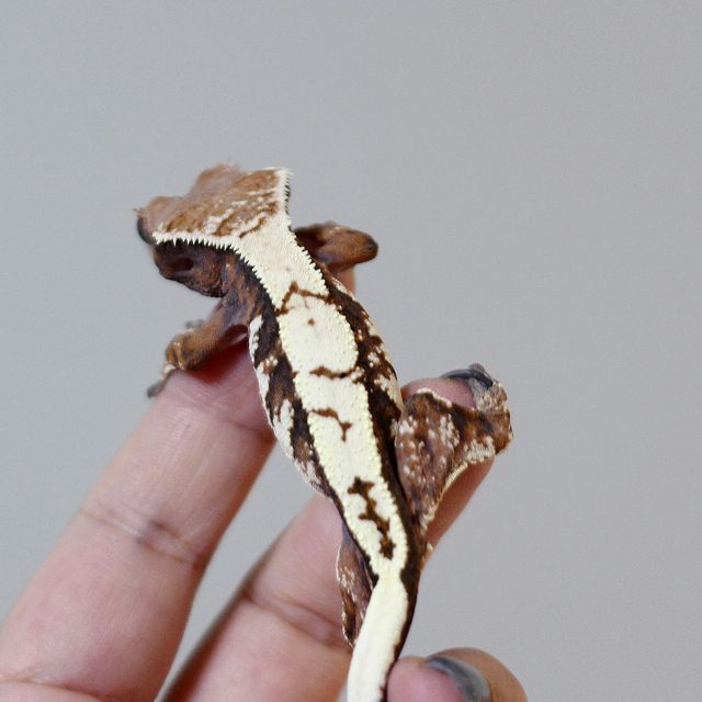 세이블