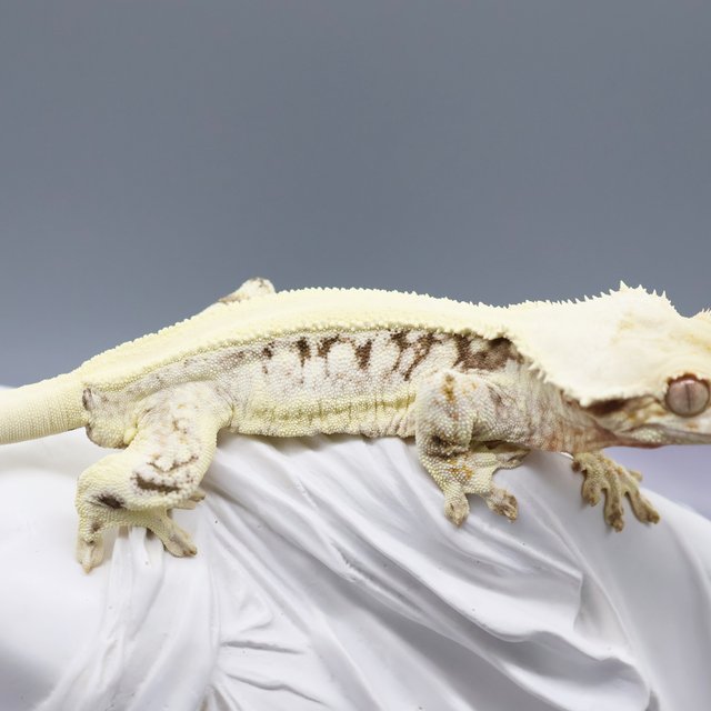 Lilly White