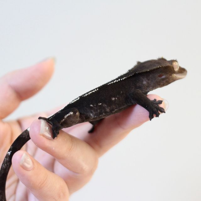 아잔틱