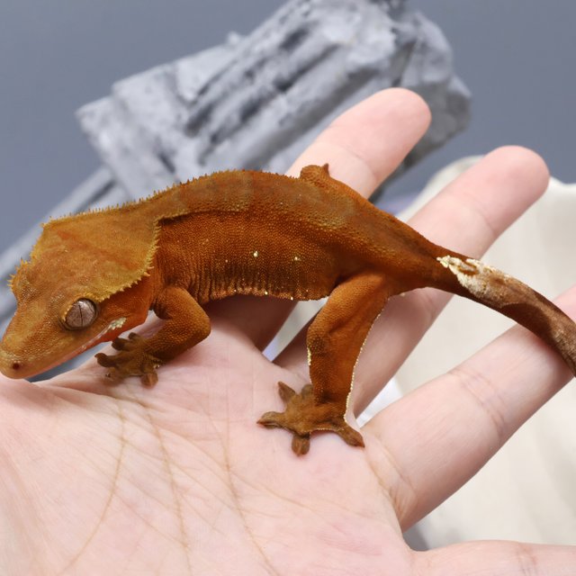 바이 팬텀 레드