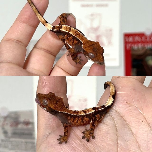 세이블
