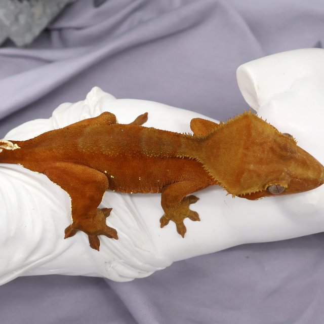 바이 팬텀 레드