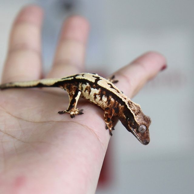 세이블