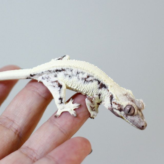 릴리 세이블