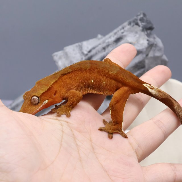 바이 팬텀 레드