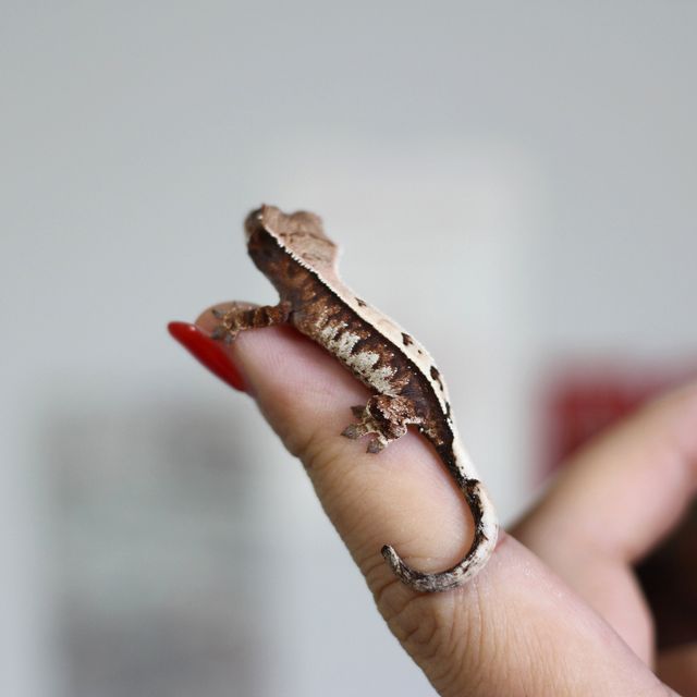 세이블