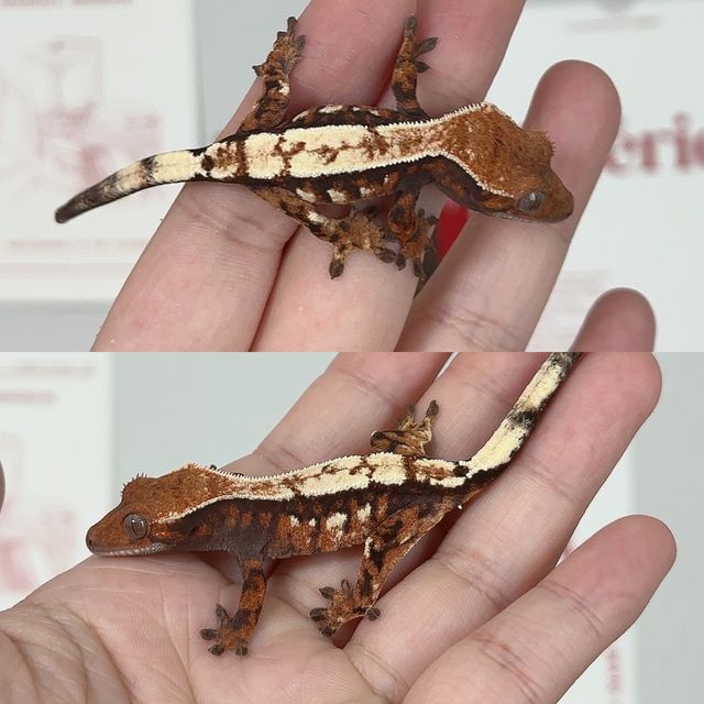 세이블