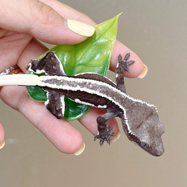 릴잔틱