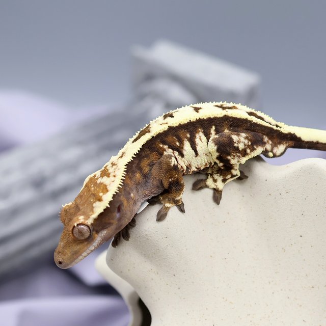 세이블