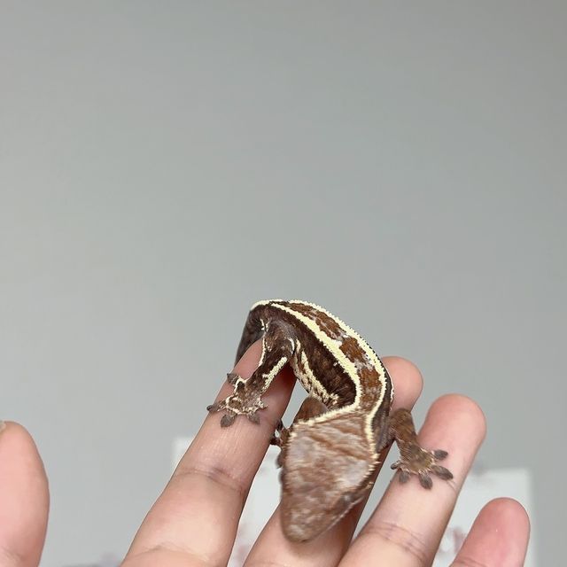 카푸치노