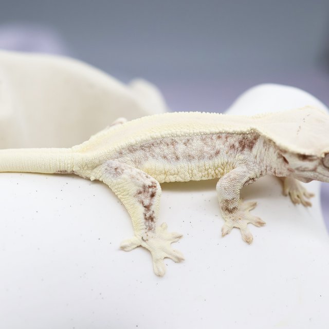 Lilly White