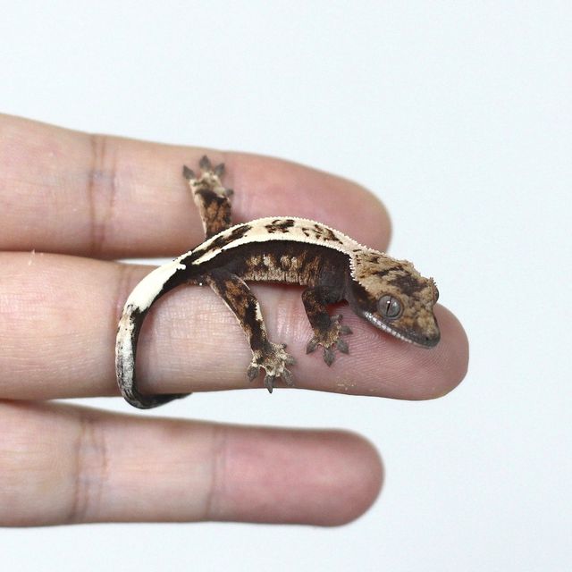 세이블
