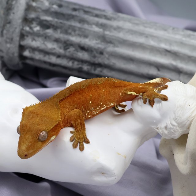 바이 팬텀 레드