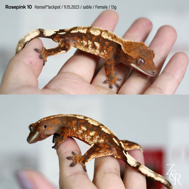 세이블
