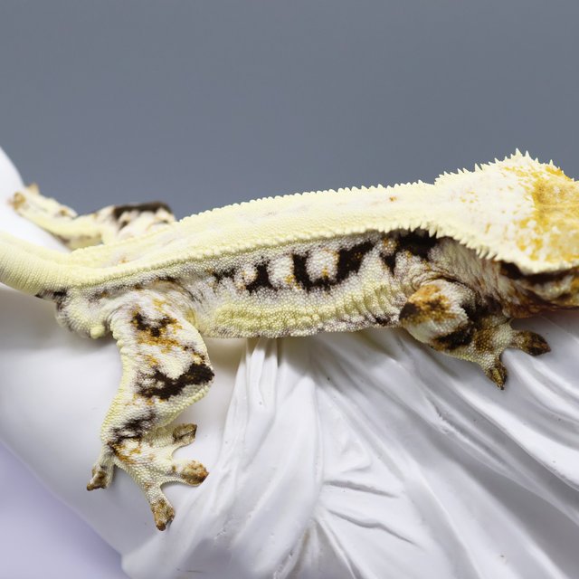 Lilly White