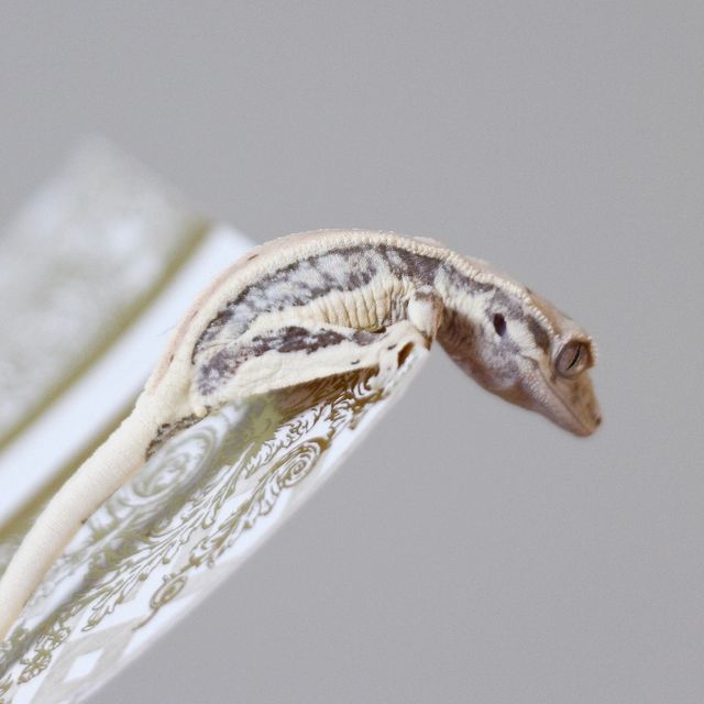 Lilly White Zengex