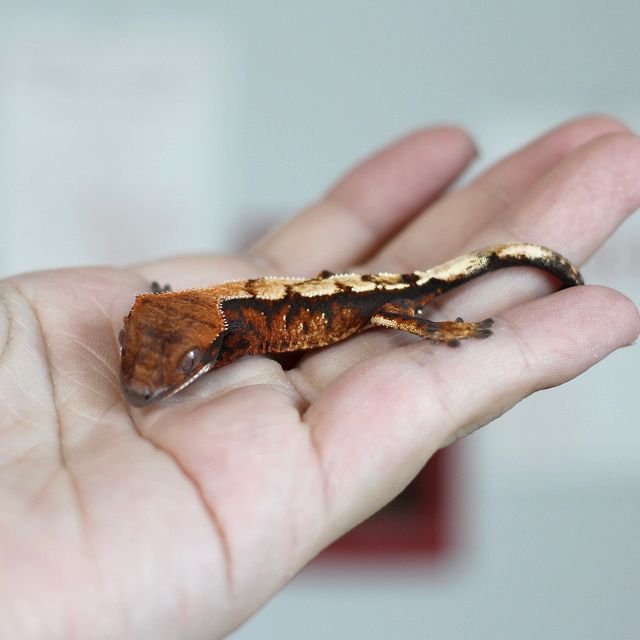 세이블
