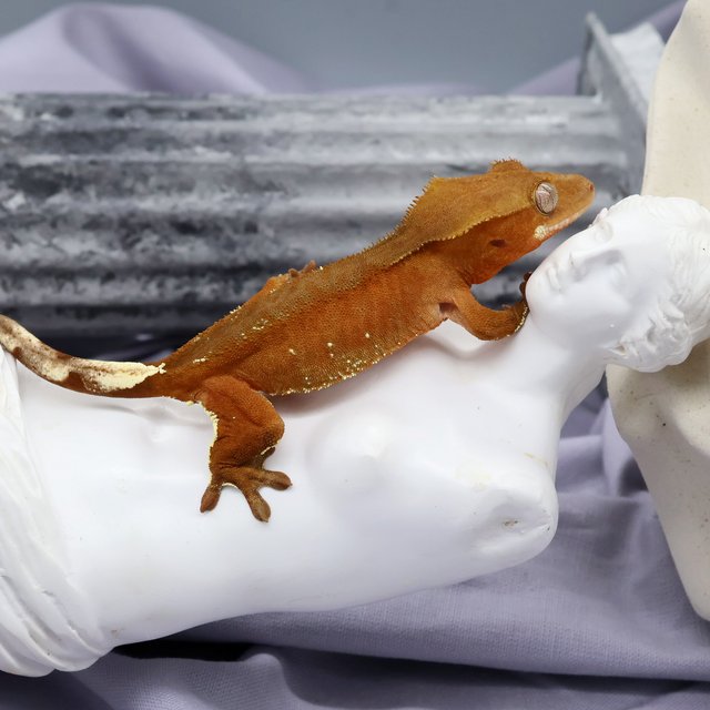 바이 팬텀 레드