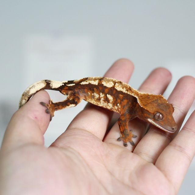 세이블