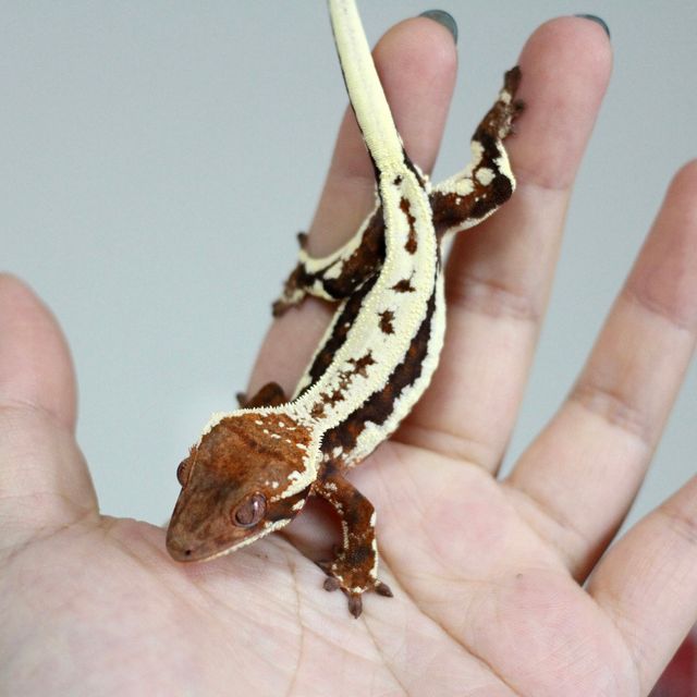 릴리 세이블