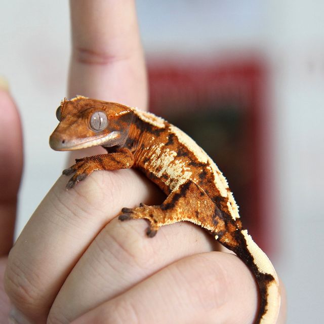 세이블