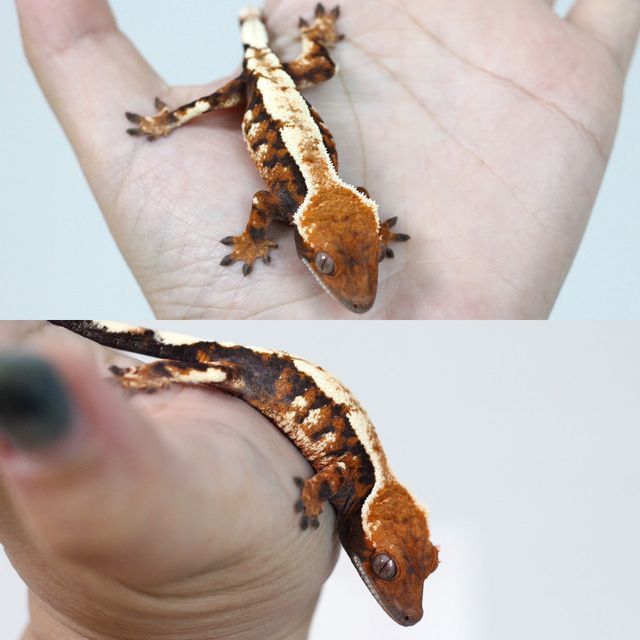 세이블