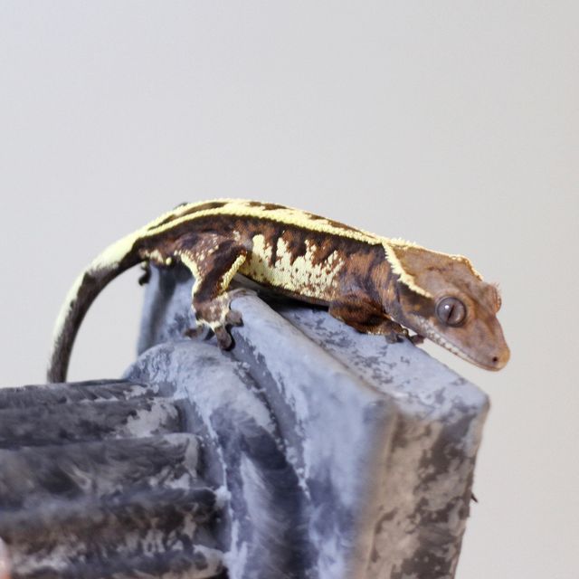 세이블