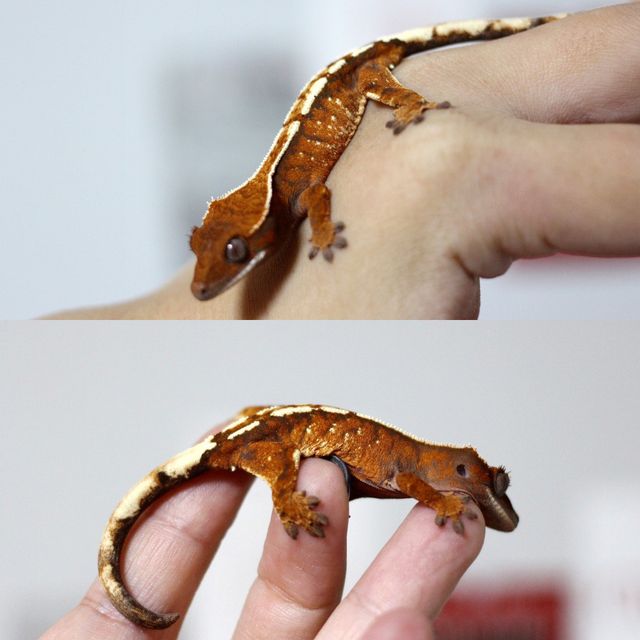 세이블