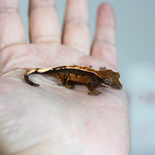 세이블