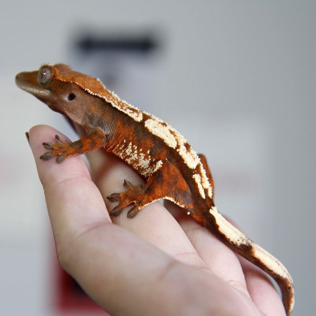 세이블