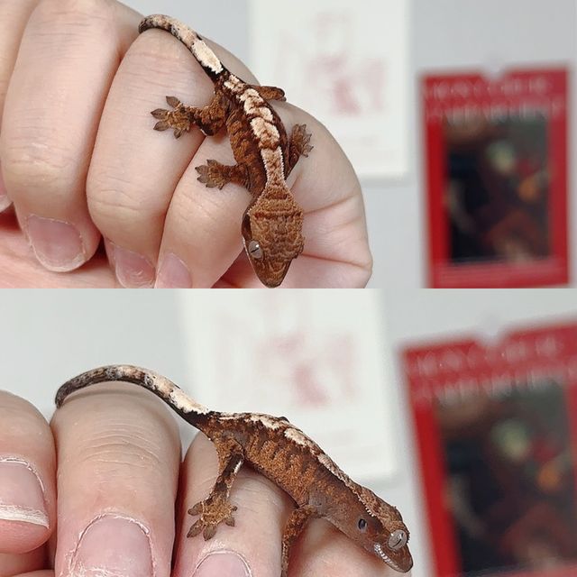 세이블