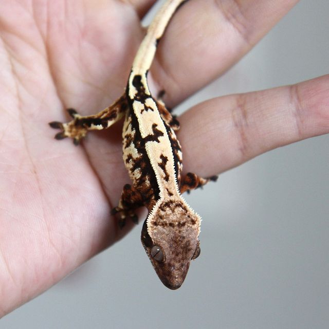 세이블
