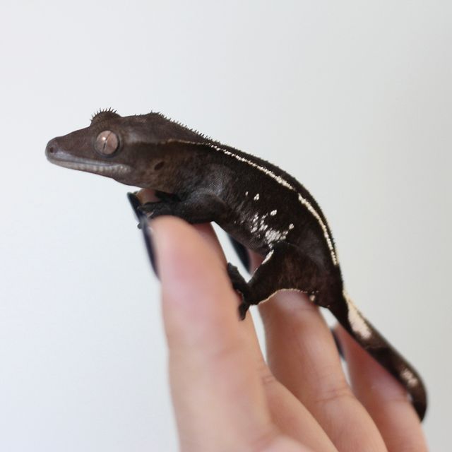 아잔틱