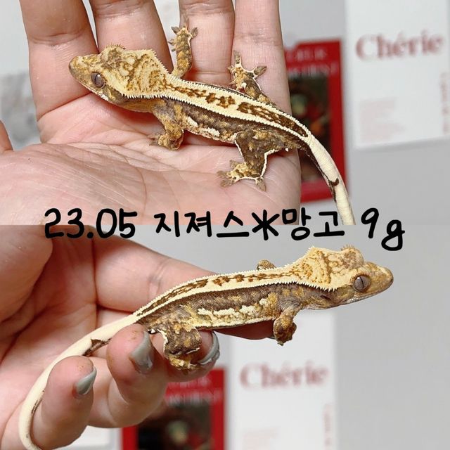 트라이