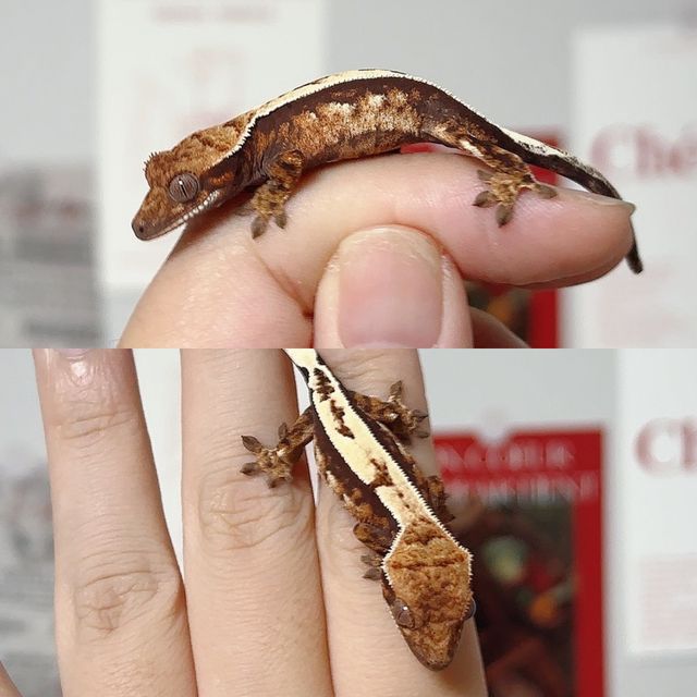 세이블