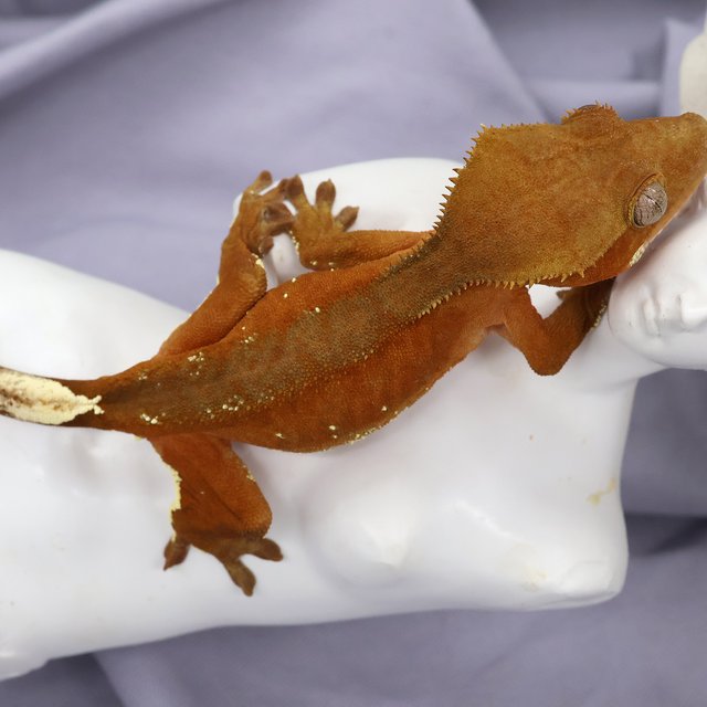 바이 팬텀 레드