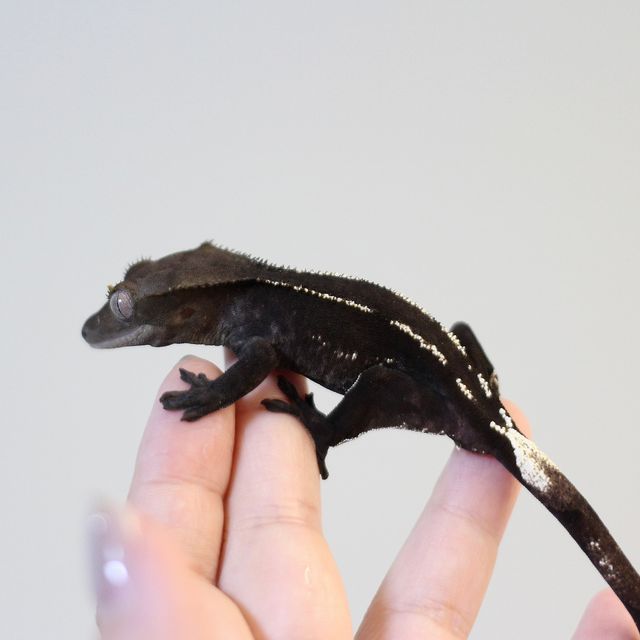 아잔틱