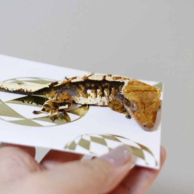트라이 몬코사 바브