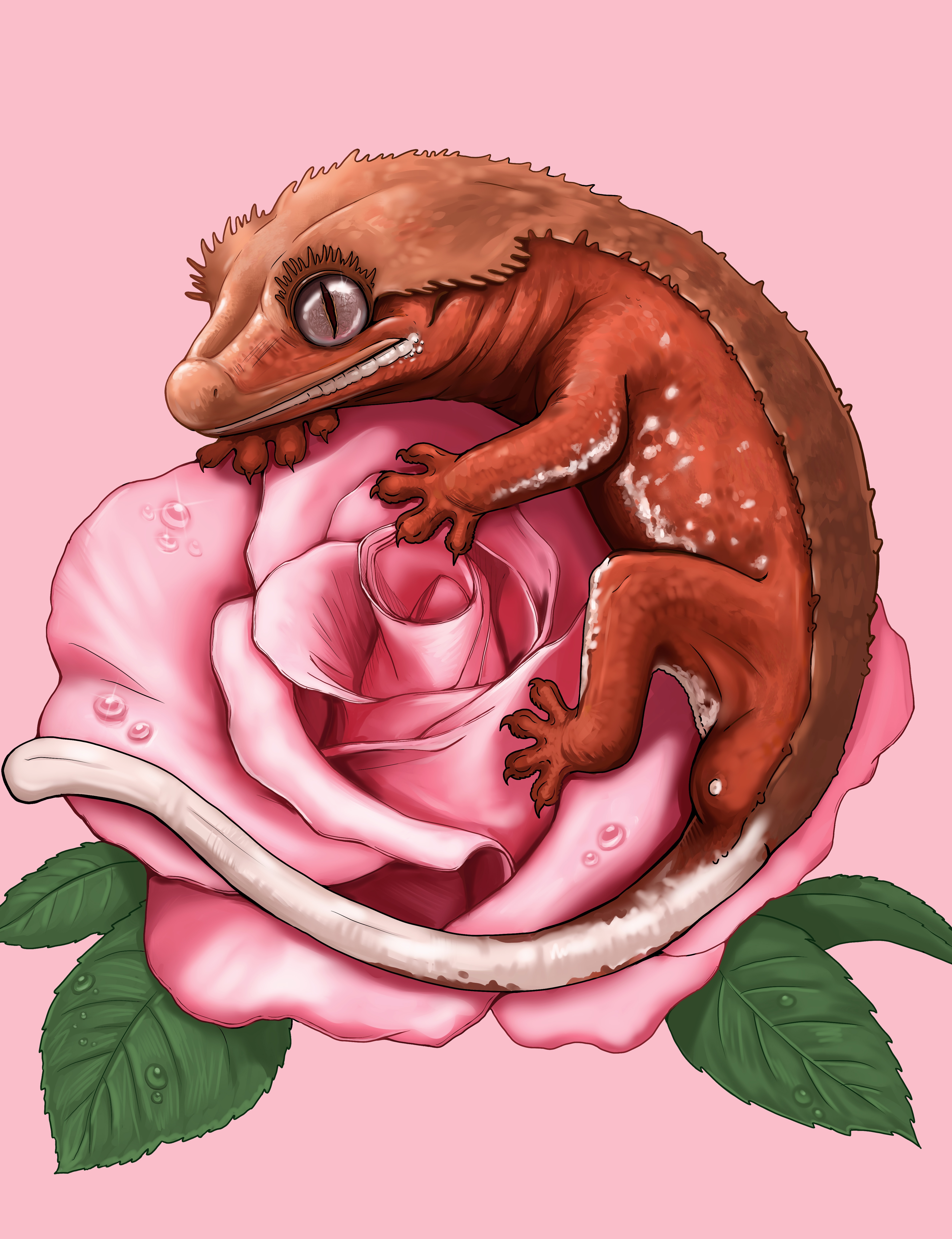 로즈핑크