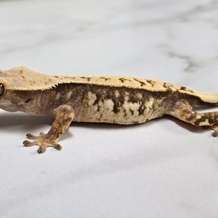 트라이 익스트림할리퀸