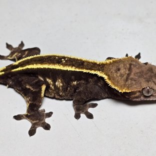 다크 카푸치노 풀핀