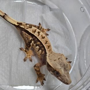 익스트림할리퀸 트라이