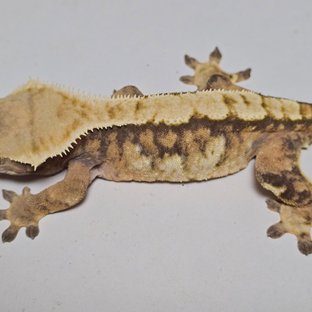 트라이 익스트림할리퀸