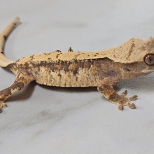 트라이 익스트림할리퀸